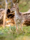 Young Fallow deer calf