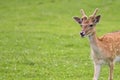 Young fallow deer in a clearing, a portrait Royalty Free Stock Photo