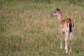 Young Fallow deer in a clearing Royalty Free Stock Photo