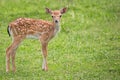 Young fallow deer in a clearing Royalty Free Stock Photo