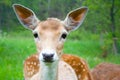 Young fallow deer