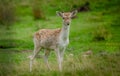 Young fallow deer close up Royalty Free Stock Photo