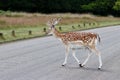 Fallow Deer in Richmond Royal Park Royalty Free Stock Photo