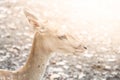 Young fallow deer, dama dama, close-up portrait. Royalty Free Stock Photo