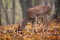 Young fallow deer feeding in forest in autumn nature.