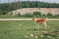 Young fallow deer eating grazing grass on summer outdoor. Herd animal dama dama feeding consuming plant food on a meadow. Wildlife Royalty Free Stock Photo