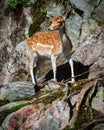 Young Fallow Deer Fawn Standing on Rocks Royalty Free Stock Photo