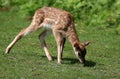 Young Fallow deer - female Royalty Free Stock Photo