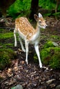 Young Fallow Deer in the Forest