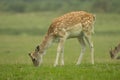 Young Fallow deer grazing on grass Royalty Free Stock Photo