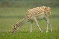 Young Fallow deer grazing on grass Royalty Free Stock Photo