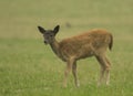 Young Fallow deer grazing on grass Royalty Free Stock Photo