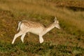 Young Fallow deer grazing on grass Royalty Free Stock Photo