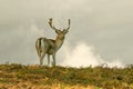 Young Fallow deer grazing on grass Royalty Free Stock Photo