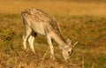 Young Fallow deer grazing on grass Royalty Free Stock Photo