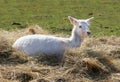 Young Fallow Deer in Hay Royalty Free Stock Photo