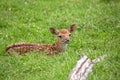 Young Fallow deer resting in a clearing Royalty Free Stock Photo