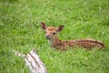 Young Fallow deer resting in a clearing Royalty Free Stock Photo