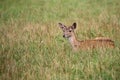 Young Fallow deer resting in a clearing Royalty Free Stock Photo