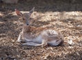 A young fallow deer rests lying on the ground