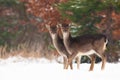 Young fallow deer siblings standing on field in winter.