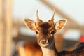 Young fallow deer stag close up Royalty Free Stock Photo