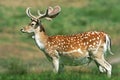 A young Fallow Deer Stag (Dama dama). Royalty Free Stock Photo