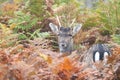 Young fallow deer stag hiding in bracken in autumn Royalty Free Stock Photo