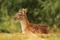 Young fallow deer standing in the grass Royalty Free Stock Photo