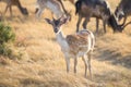 Young Fallow Deer Royalty Free Stock Photo