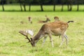 Young fallow deers Royalty Free Stock Photo