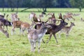 Young fallow deers Royalty Free Stock Photo