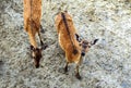 Young fallow deers Royalty Free Stock Photo