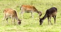 Young fallow deers Royalty Free Stock Photo