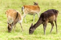 Young fallow deers Royalty Free Stock Photo