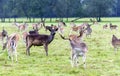 Young fallow deers Royalty Free Stock Photo