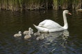 Young family swan