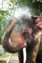 Young fancy Elephant playing water.