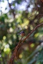 Young fantail on branch portrait