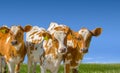 Young farm animals calf livestock