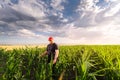Young farmer in corn fields Royalty Free Stock Photo