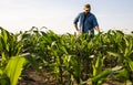 Young farmer in corn fields Royalty Free Stock Photo