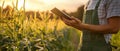 young farmer in eco friendly overalls using smart farming technology in cornfield during sunset Royalty Free Stock Photo