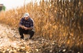 Young farmer examine corn seed in corn fields Royalty Free Stock Photo