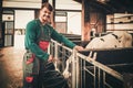 Young farmer feeding calf in the cowshed in dairy farm Royalty Free Stock Photo