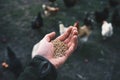 Young farmer feeding a chicken. Small sustainable farm. Detail of hands with feed for poultry. Feeding time. Royalty Free Stock Photo