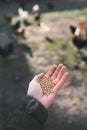 Young farmer feeding a chicken. Small sustainable farm. Detail of hands with feed for poultry. Feeding time. Royalty Free Stock Photo