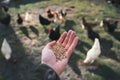 Young farmer feeding a chicken. Small sustainable farm. Detail of hands with feed for poultry. Feeding time. Royalty Free Stock Photo