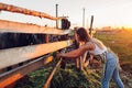 Young farmer feeding horses with grass on farm yard at sunset. Cattle eating and walking outdoors Royalty Free Stock Photo