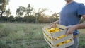 Young farmer going on the field with wooden box of organic bush pumpkin. Royalty Free Stock Photo